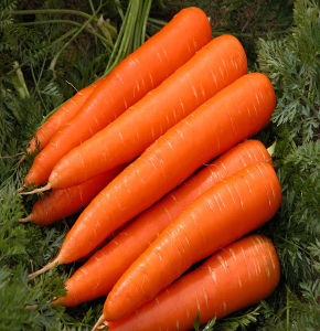 Carrot